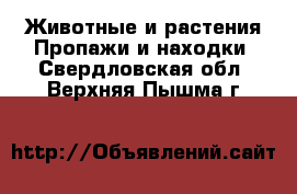 Животные и растения Пропажи и находки. Свердловская обл.,Верхняя Пышма г.